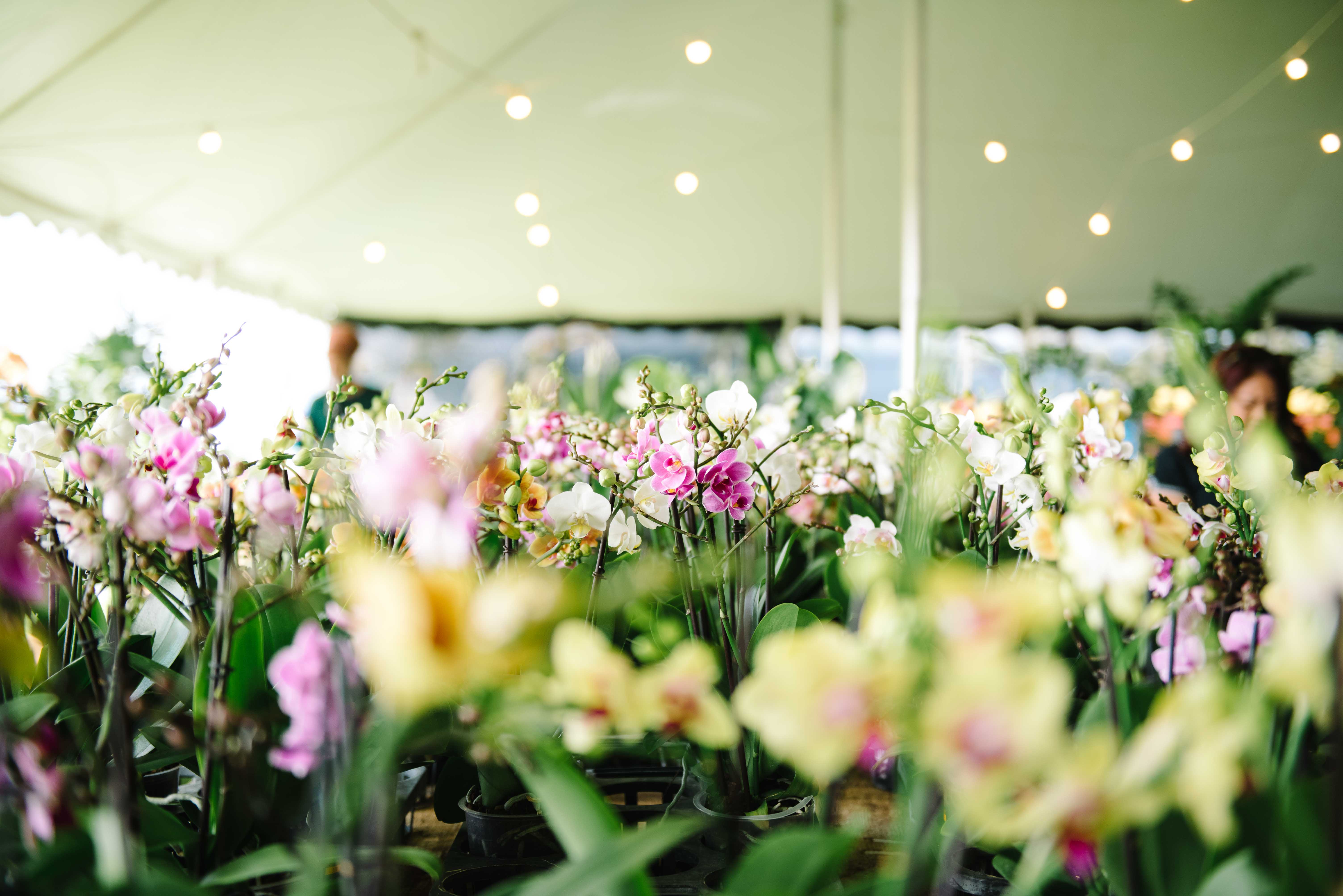 Country Farmers Market & Plant Sale
